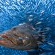 Goliath grouper surrounded by smaller fish